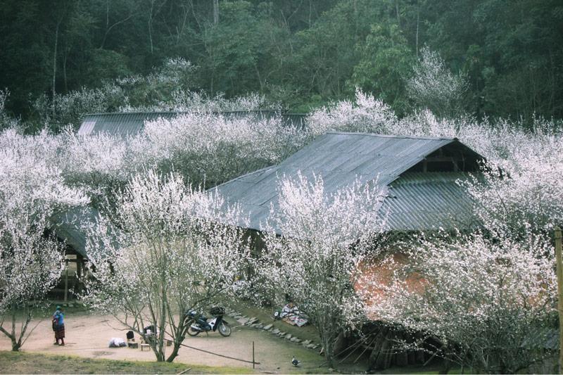 Một bức ảnh cận cảnh một loài hoa đẹp đang nở rộ trong Vườn hoa Núi Hàm Rồng Sapa, giọt sương còn đọng trên cánh hoa